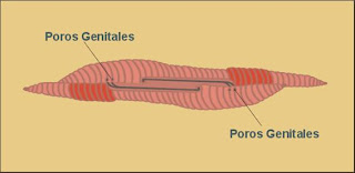 LOMBRICULTURA: SISTEMA REPRODUCTOR