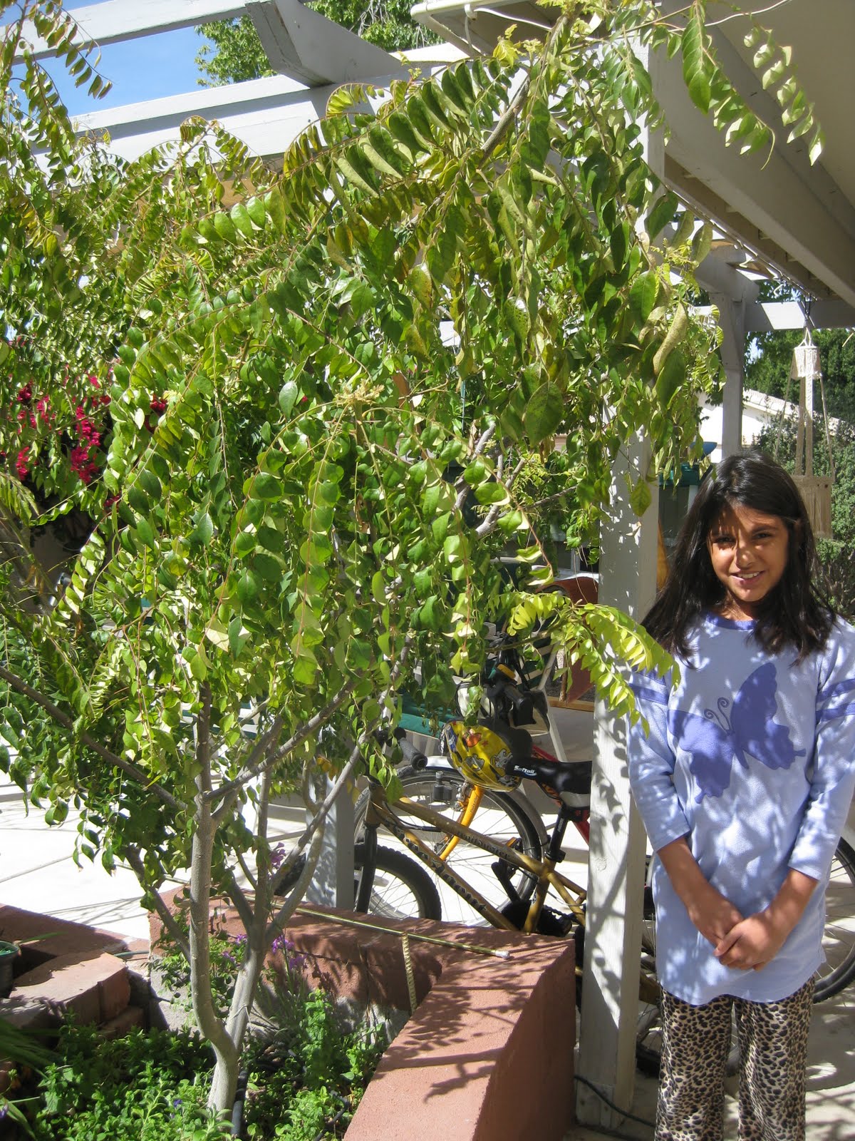 Dirt Diary Curry leaf