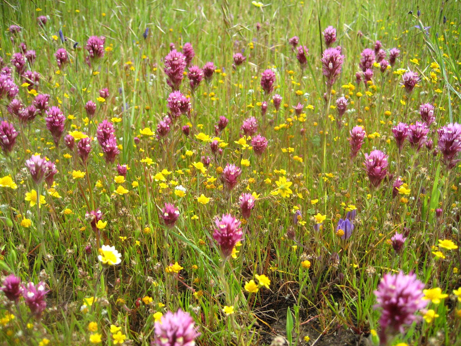 Santa Cruz Mountains Trails Edgewood Wildflowers