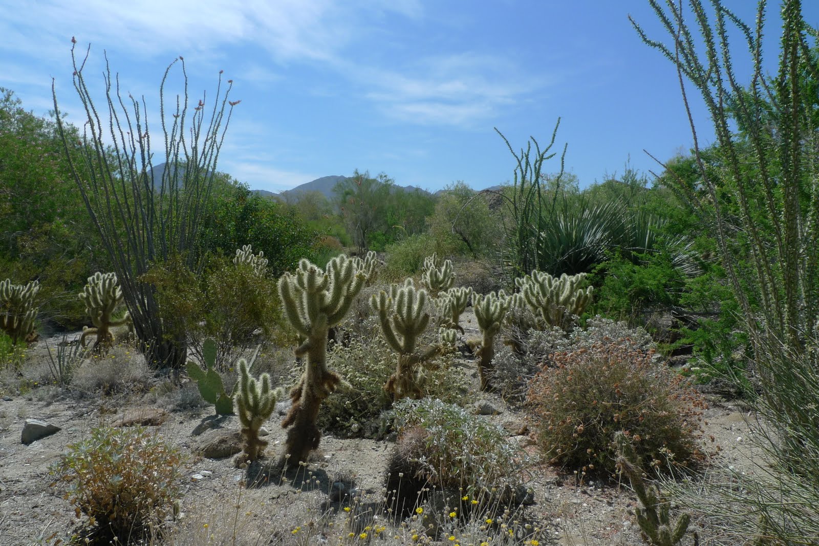 Snapshots Living Desert, Palm Desert CA
