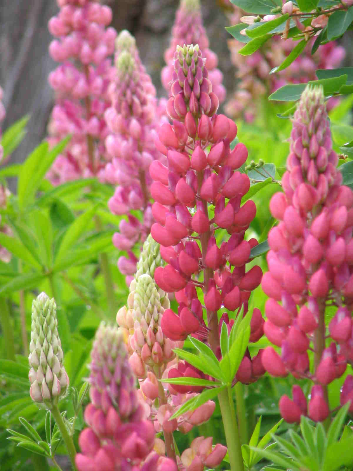 Wildflowers Loopy for Lupin