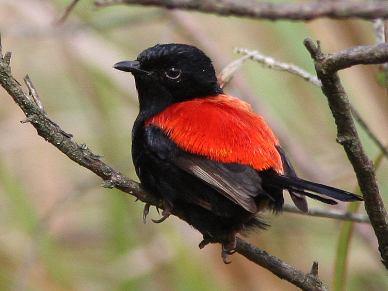 tyto tony Redbacked Fairywren betwigged