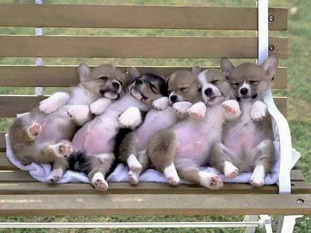 Puppies And Kittens Backgrounds. puppies and kittens sleeping.