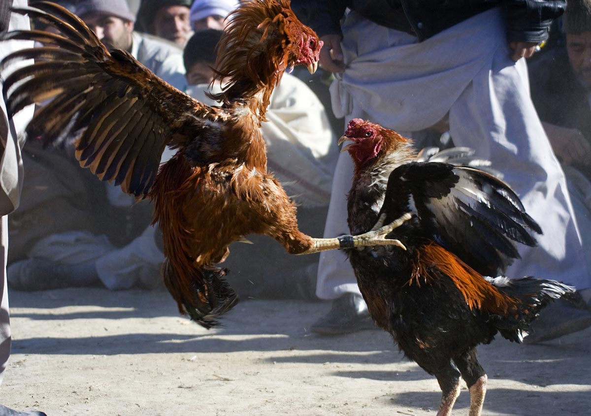 Cockfights in Afghanistan Cockfights in Afghanistan