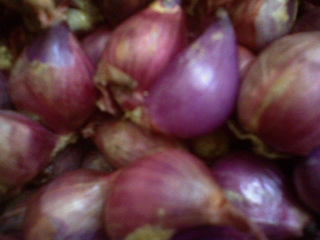 Ciri-Ciri Tanaman Bawang Merah