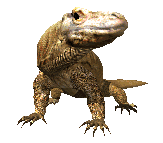 bearded-dragon-rapid-blinking.png
