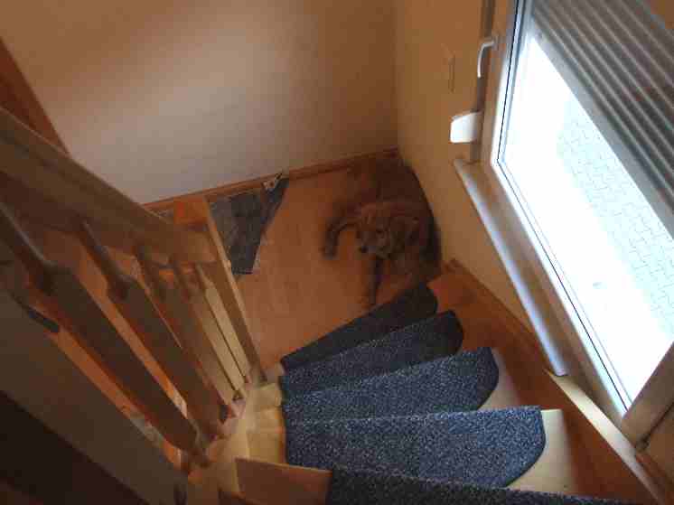 Avalon ein ganz besonderer Hund 2010