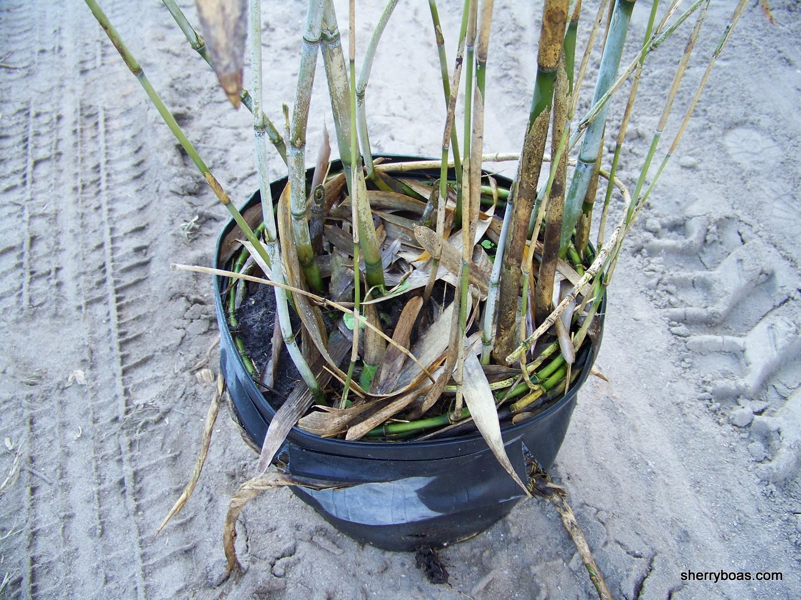 [arrow+3gal+closeup.jpg]