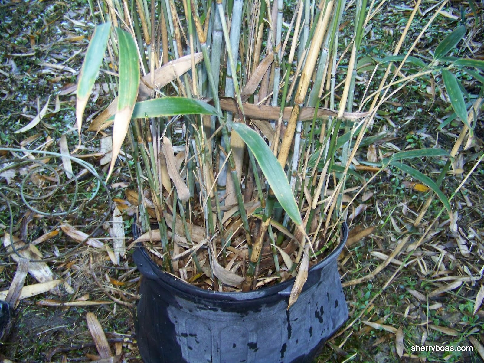 [arrow+7gal+closeup.jpg]