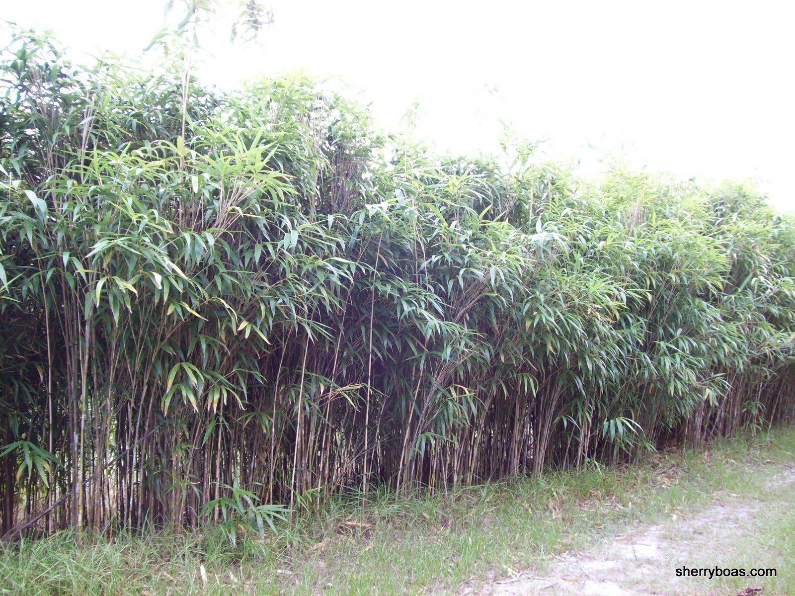 [arrow+and+dwarf+bamboo+001.jpg]