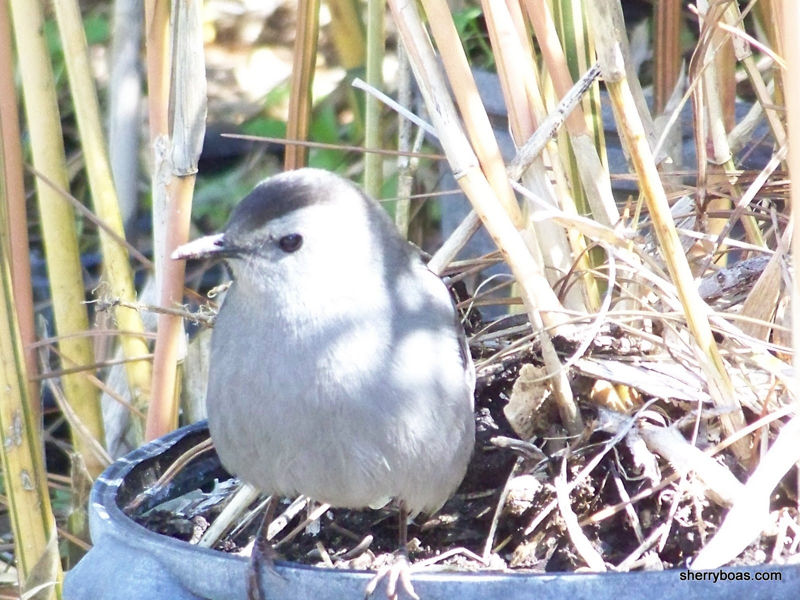 [catbird+in+bamboo+nursery+002.jpg]