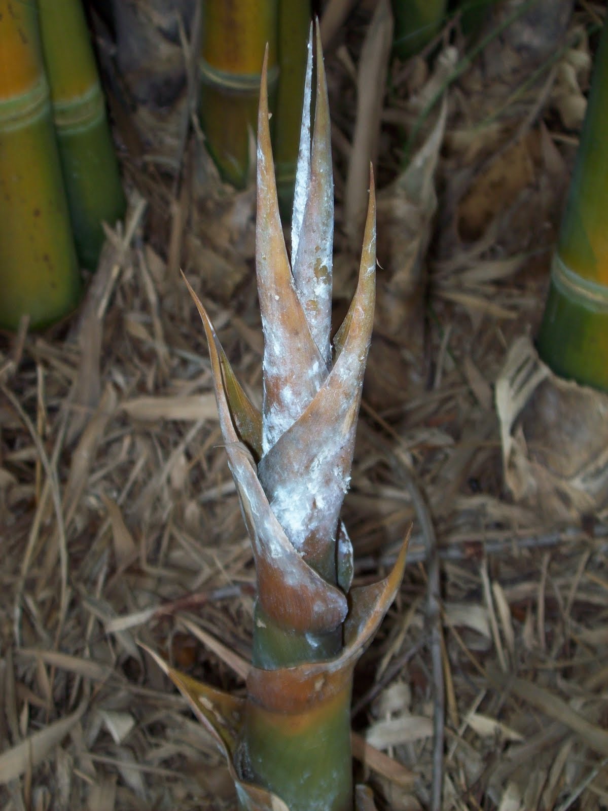 [mealy+bug+on+young+shoot.jpg]