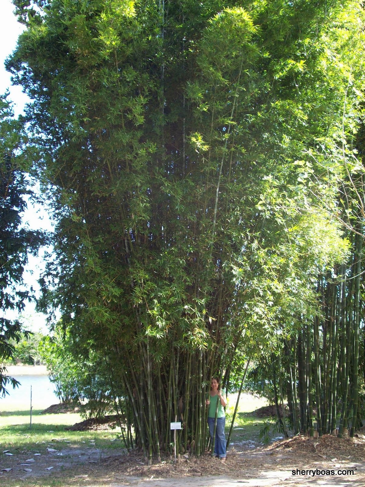 [jenny+with+bamboo2+006.jpg]