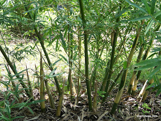 bamboo silverstripe hedge multiplex bambusa clumping