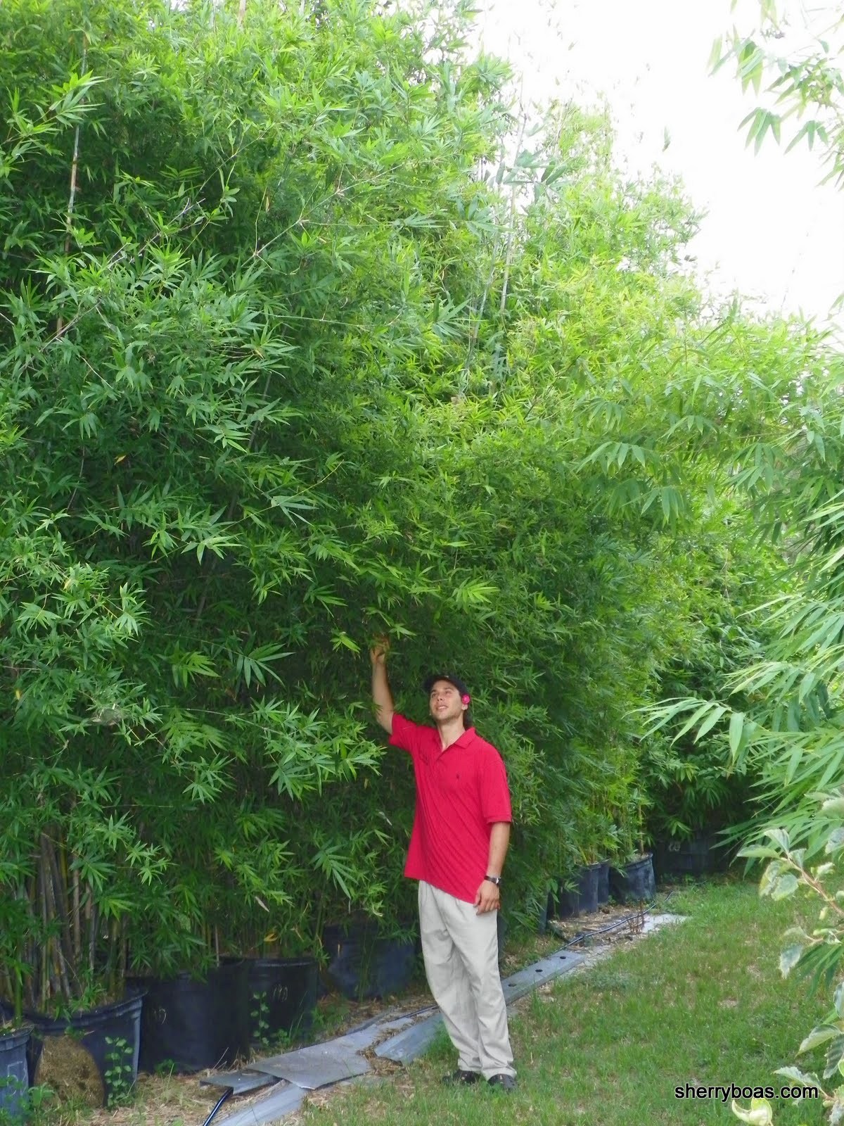 Beautiful Bamboo Bamboo in large containers
