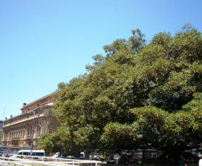 TEATRO COLÓN Y OMBÚ