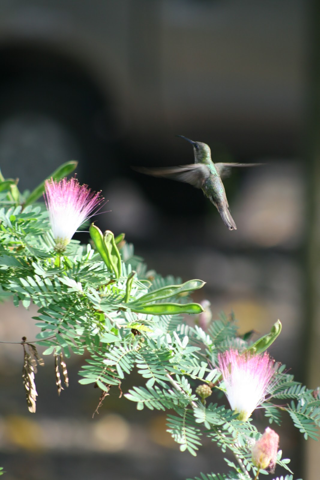 Vivre en Haïti au quotidien: Et puis, voici quelques fleurs de mon jardin