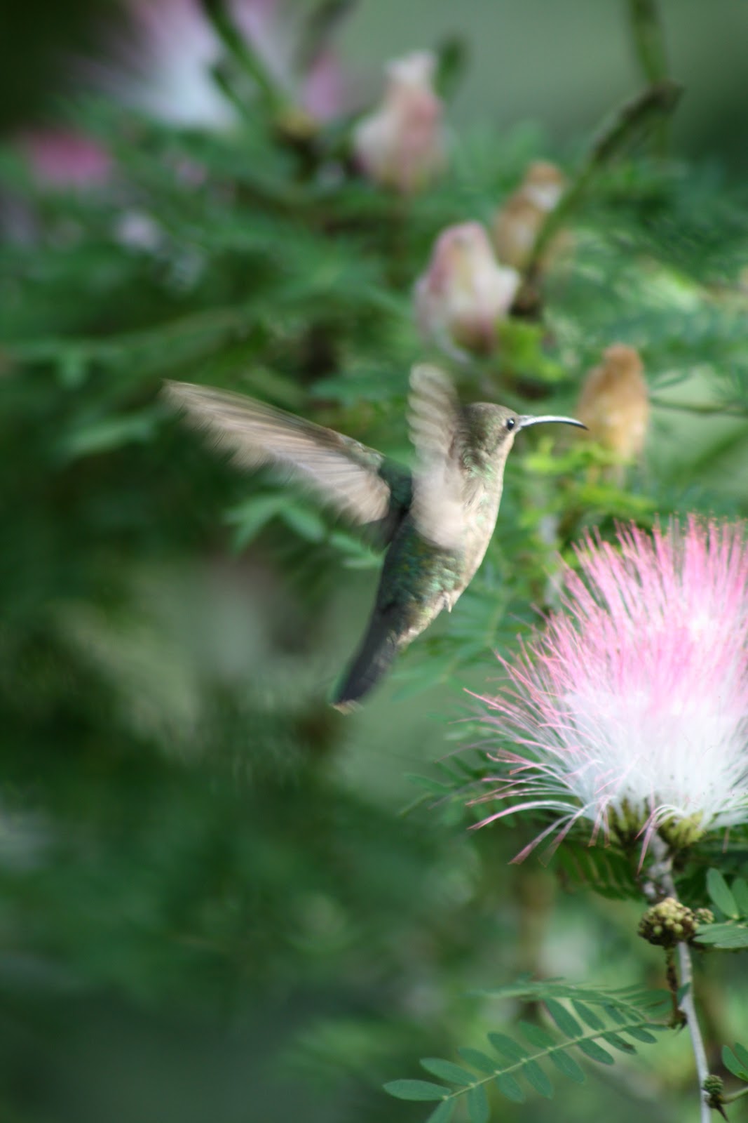 Vivre en Haïti au quotidien: Et puis, voici quelques fleurs de mon jardin