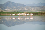Flamingo's: Salt Lake
