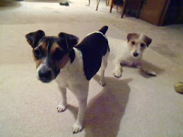 My two dogs