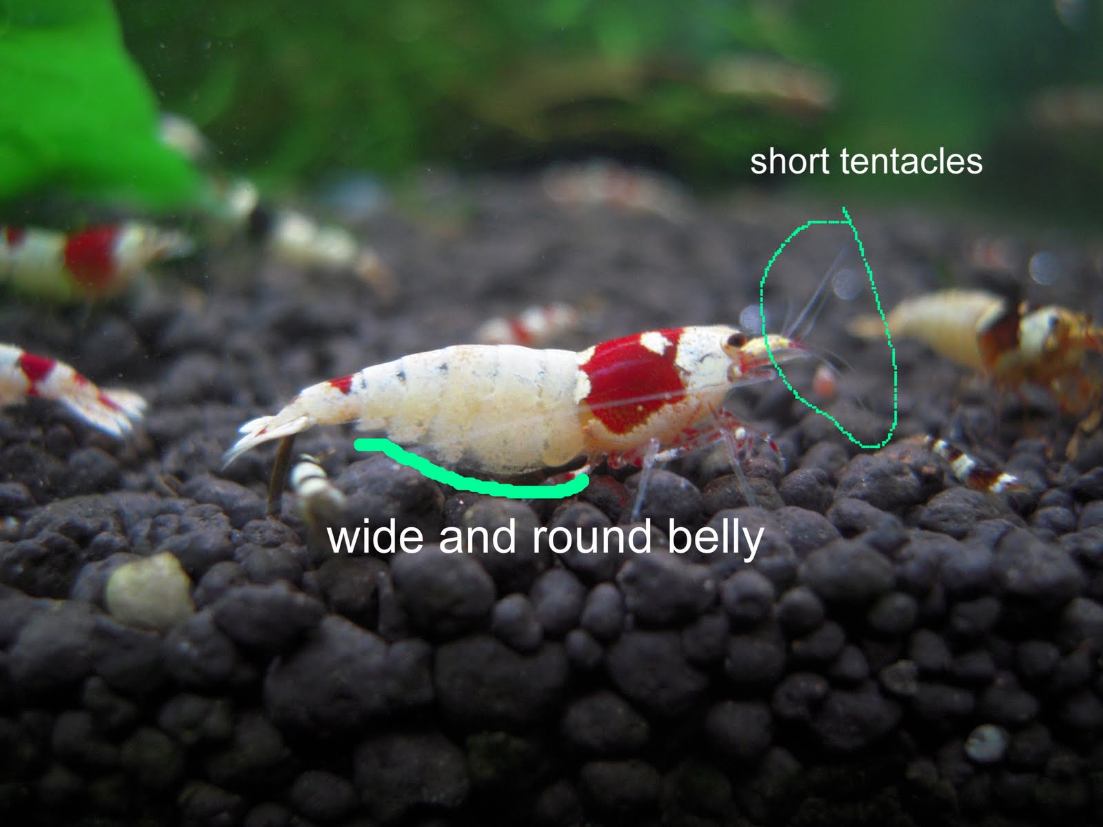 Crystal Red Shrimp: How to distinguish female and male