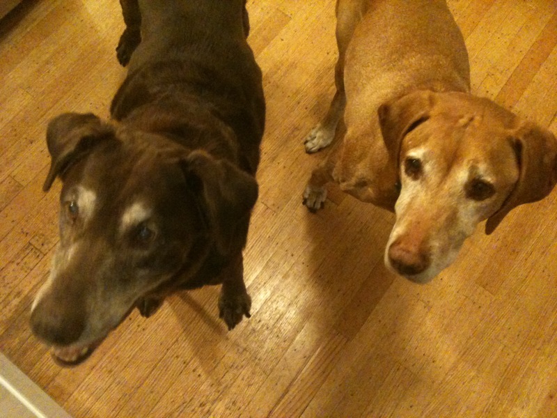 The Hungry Dog Apricot walnut bars, and a houseguest