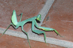 wildlife at my front door