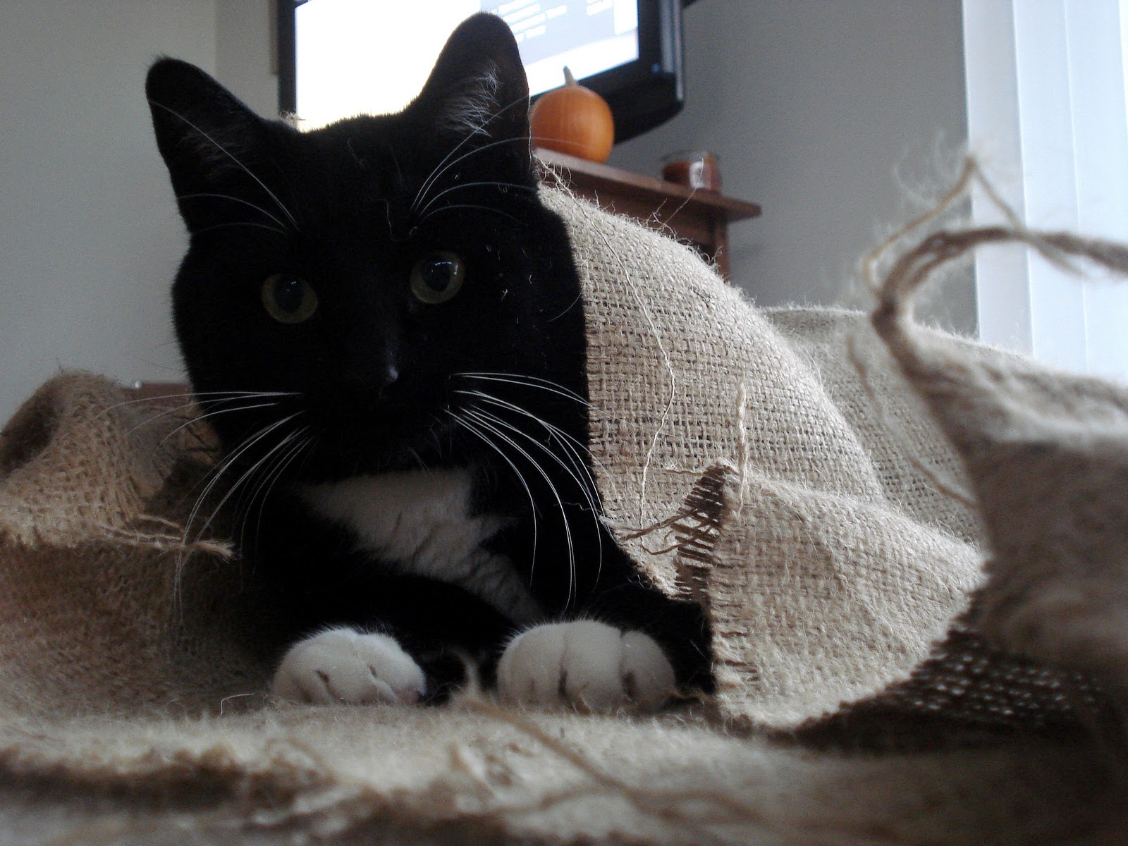 R Simple Life Cat In A Burlap Sack