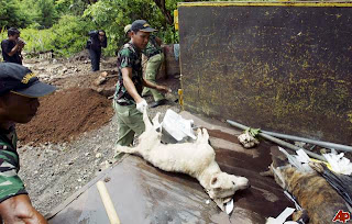 BlogVet: Stop pembunuhan anjing di Bali: Vaksin oral untuk anjing jalanan?