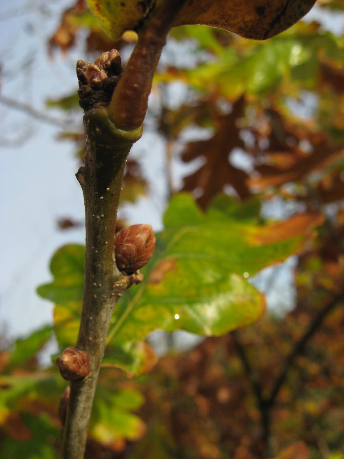 Dublin Flora: Quercus robur
