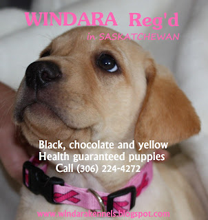 Windara Labrador Retrievers: Where We Advertise