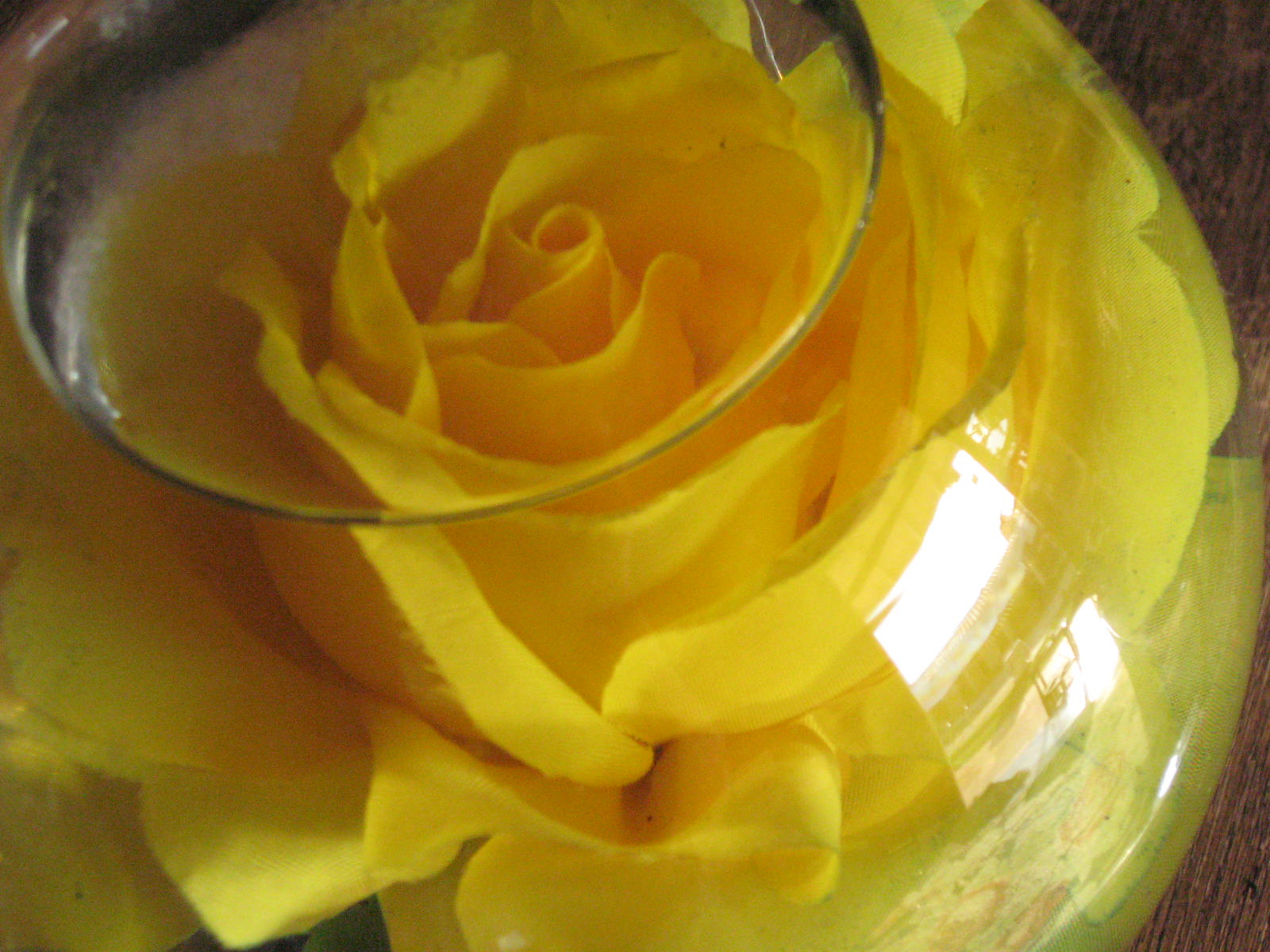 [rosa+amarela+no+vidro.jpg]