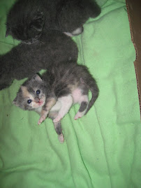 Harmony is 2 Weeks Old