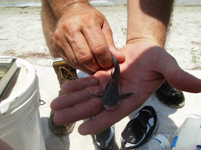 Saltwater Catfish, Florida east Coast Surf Fishing, Canaveral National Seashore, Cocoa Beach Pictures, smallest saltwater catfish