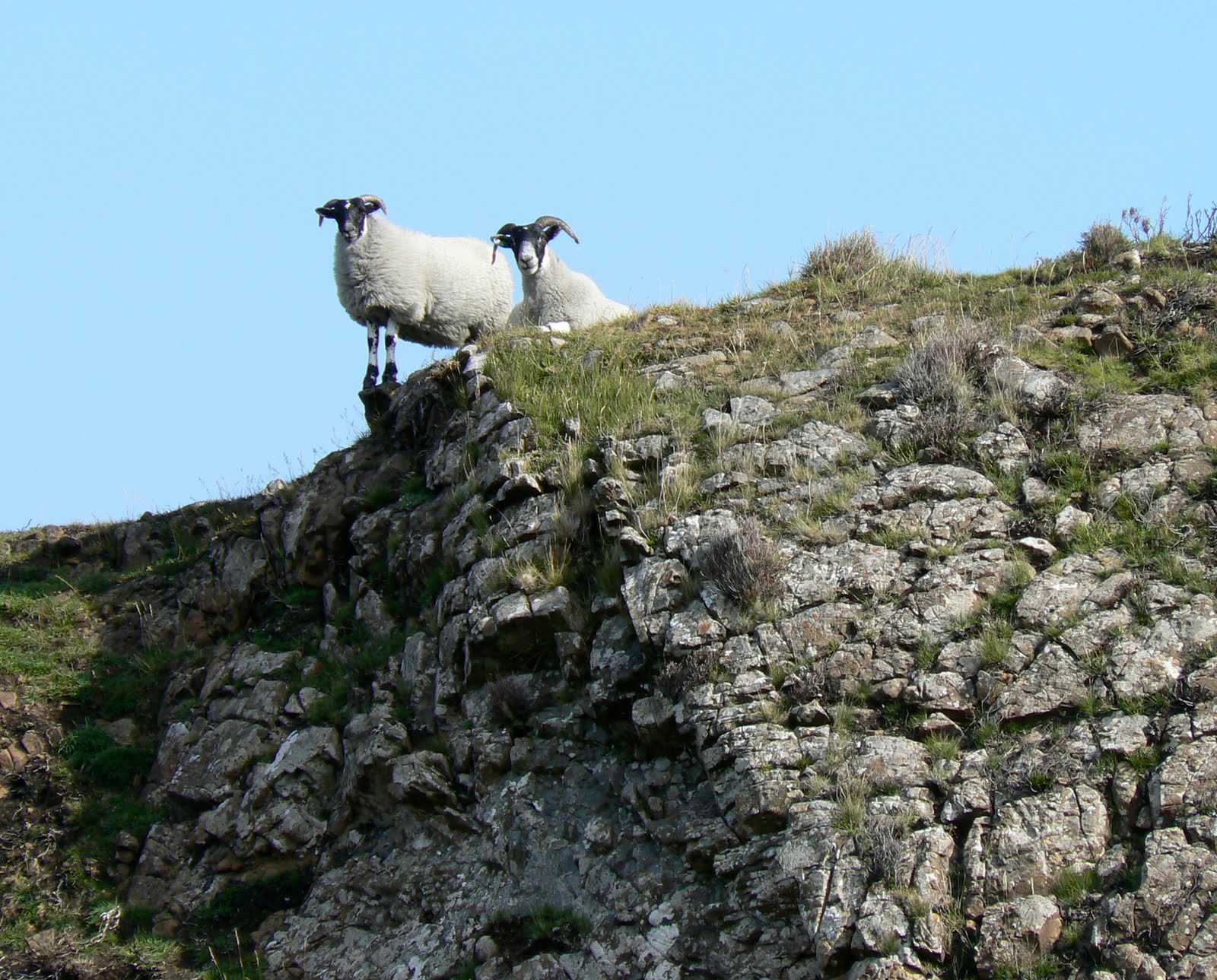 A Kilchoan Diary: Flock Rock