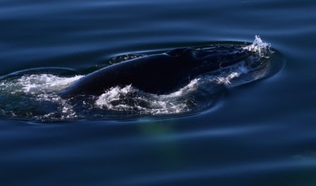 Peps Perils A Kilchoan Diary: The Perils of Antarctic Exploration