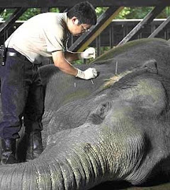 Tratamento de acupunctura num elefante