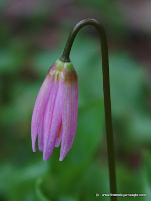 Pink Fawn Lily