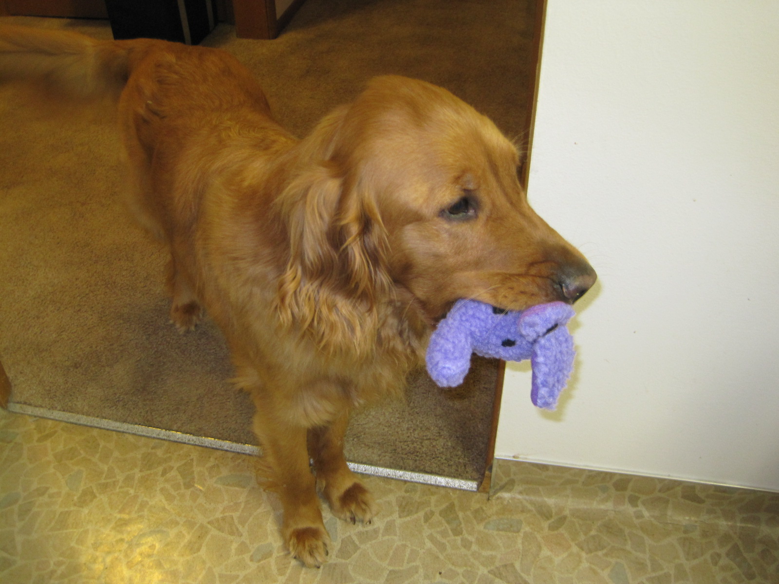 Charlie! January 2011