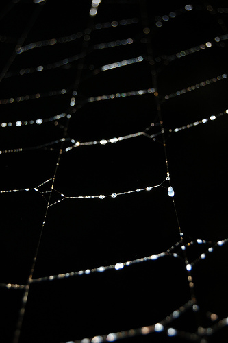 [spiderweb+closeup+by+Dizzy+Girl.jpg]