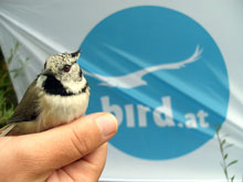 Bird.at - Austria's premier bird website