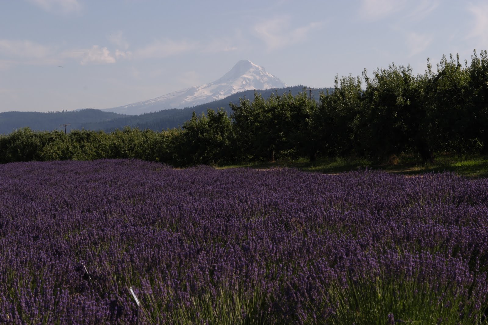 Nelda Mays Photography, Inc. Lavender Valley, Hood River, Oregon