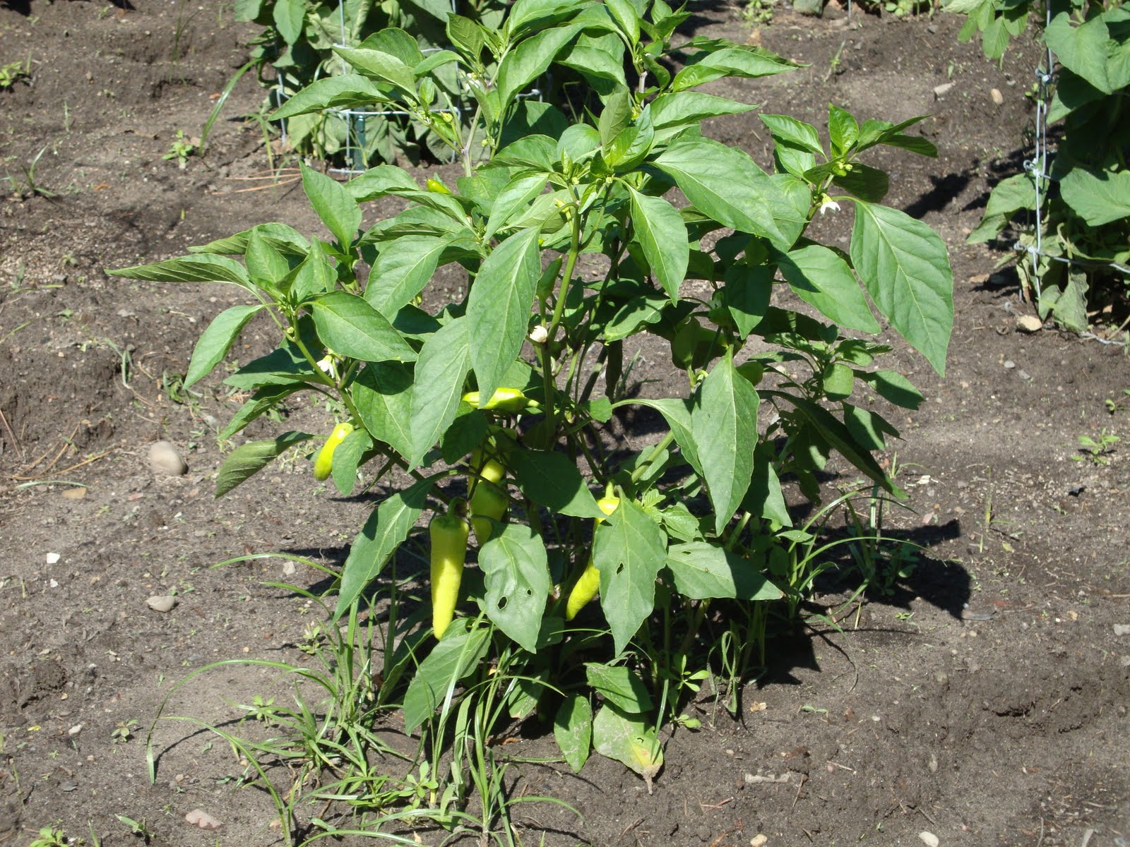 Back Yard Organic Vegetables June 2010