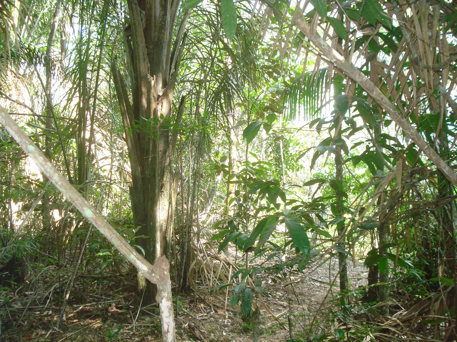 Shirley's South America / Antarctic adventure ! Manaus, Brazil