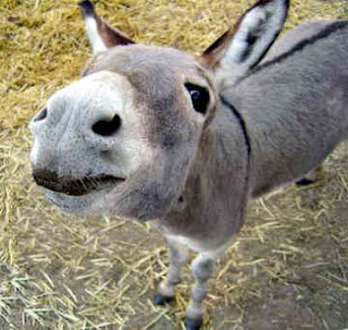 miniature-donkey.jpg