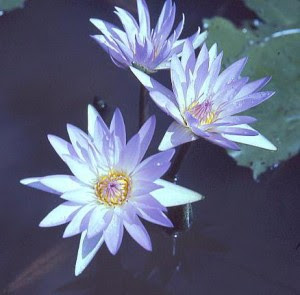 Future Plants By Randy Stewart Azalea Deciduous Hybrids