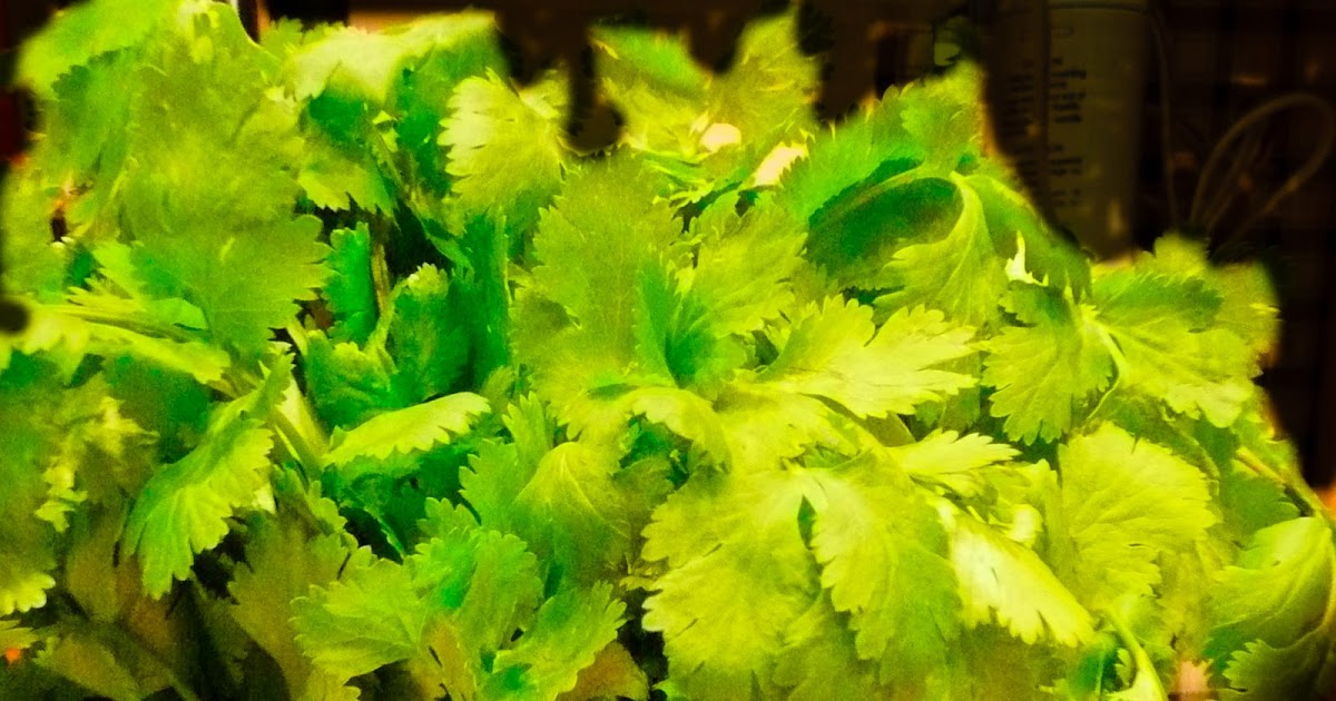 FEAST EVERYDAY Why Cilantro Tastes Like Soap by Colleen