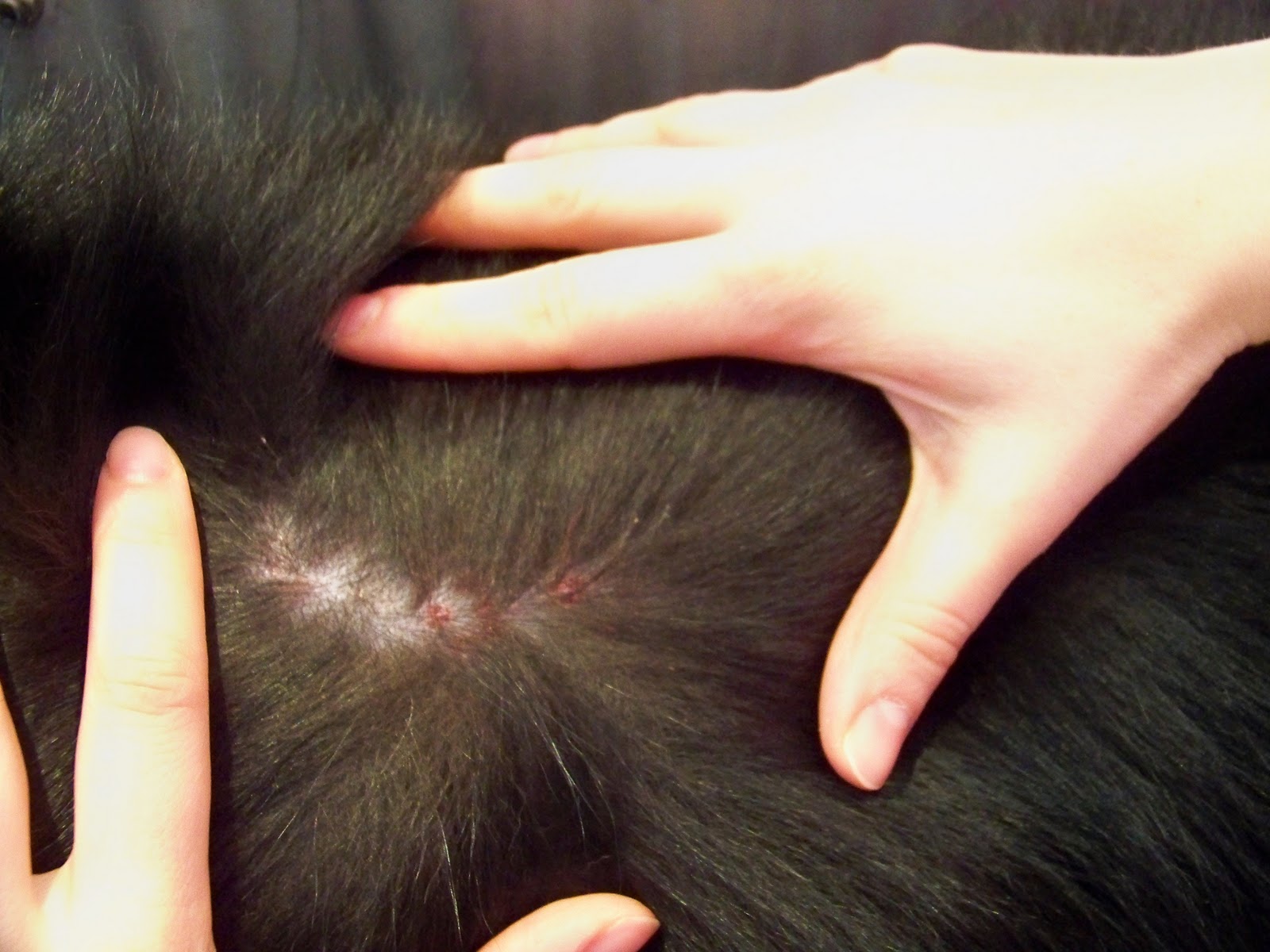 pooch-parlor-post-hot-spots-in-dogs