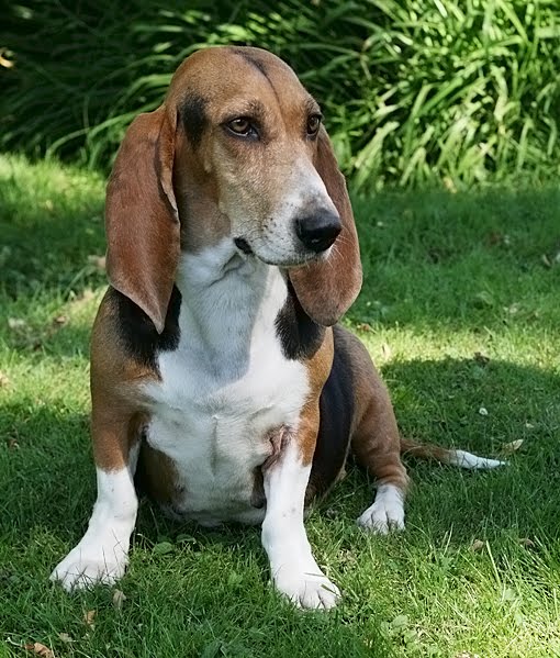 Kynakulle's DogBlog Basset Artesien Normand & Pointer Julia