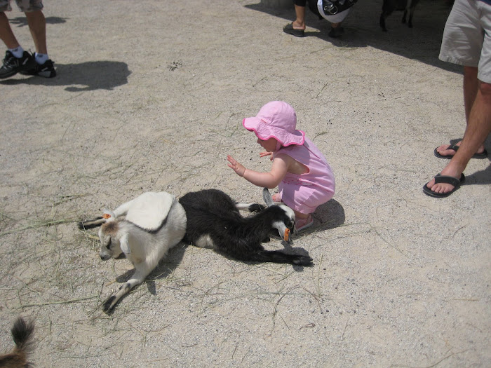 Petting the baby goats